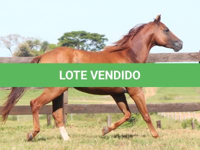 LOTE 009 - LIL PEPPY POINT