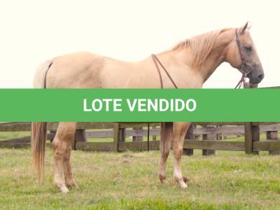 LOTE 009 - DOC BUCK