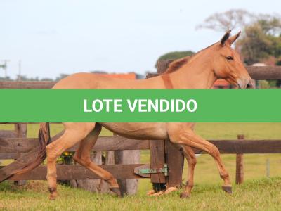 LOTE 011 - DESENHO