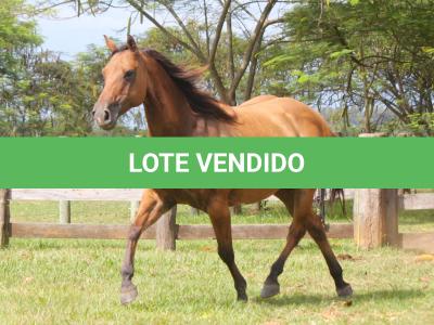 LOTE 017 - EL NINA SHADY DO EDU