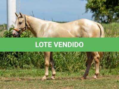 LOTE 002 - CORONA POP BOON