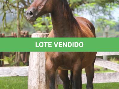 LOTE 015 - KINDA APOLLO THISTU