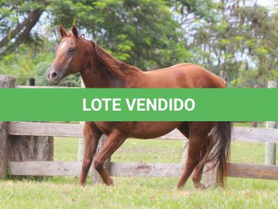 LOTE 009 - FLYRE BOMBER THISTU