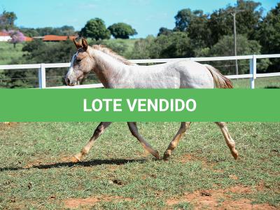 LOTE 012 - PRECIOUS BET VRA