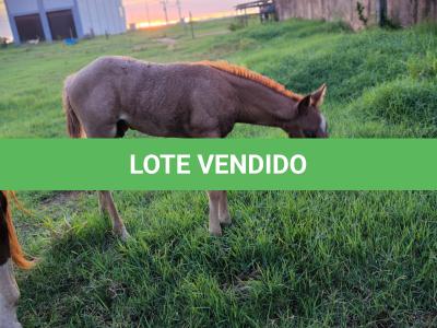 LOTE 004 - NOME A ESCOLHER (BET HESA CAT JR x LOBA SUPER REY)