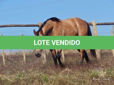 LOTE 016 - LUNA HELLUVA MISTER