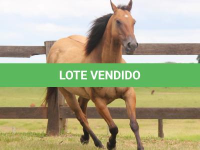 LOTE 007 - TORO KENETICO EDU