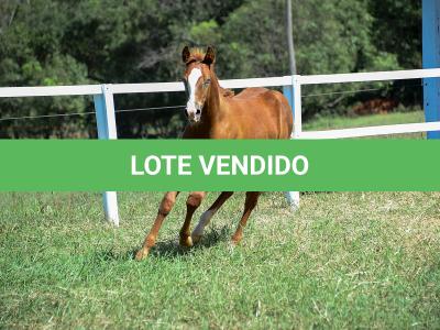 LOTE 015 - GUNNATRUCK VRA