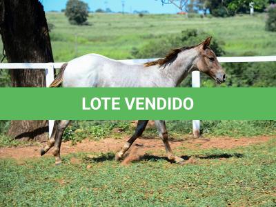 LOTE 017 - INSANE BET VRA