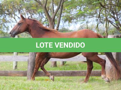 LOTE 009 - FLYRE BOMBER THISTU