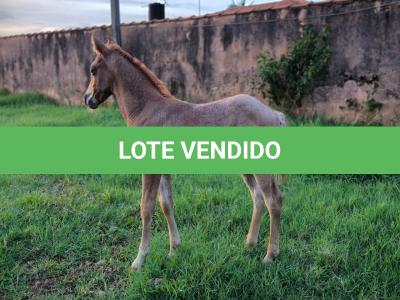 LOTE 004 - NOME A ESCOLHER (BET HESA CAT JR x LOBA SUPER REY)