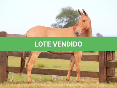 LOTE 011 - DESENHO