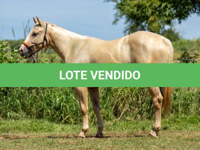 LOTE 002 - CORONA POP BOON