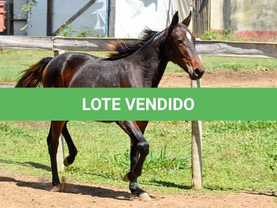 LOTE 005 - MV PHOTO PETY ROYALE