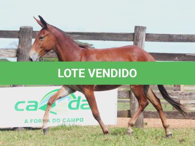 LOTE 013 - OURO FINO