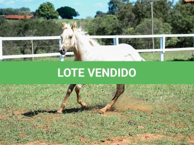 LOTE 018 - POPSANDBANGS VRA