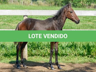 LOTE 008 - MV IDEAL PETKOVIC