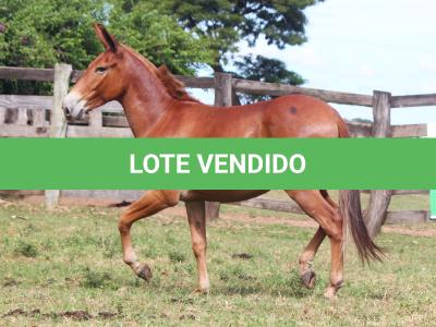 LOTE 003 - TRES PINTAS