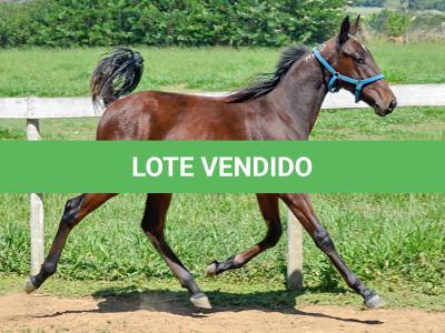 LOTE 006 - MV OK CATALÃO