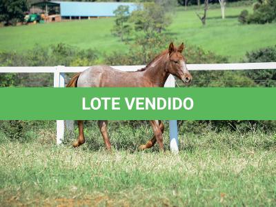 LOTE 006 - LOOK ME TWICE VRA