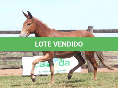 LOTE 020 - CARANDÁ