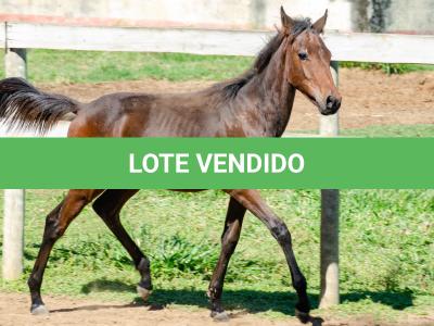 LOTE 008 - MV IDEAL PETKOVIC