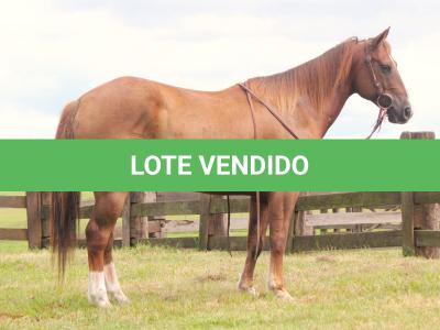 LOTE 006 - ASPEN PIVOT