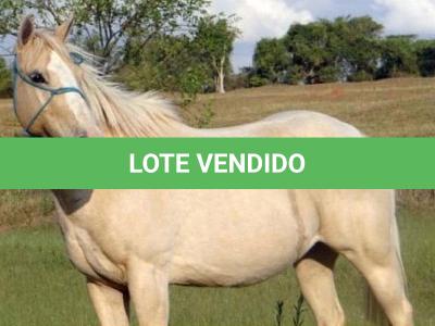 LOTE 006 - YOLLANDA WARS