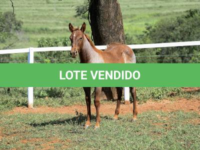 LOTE 005 - CATILLAC BET VRA
