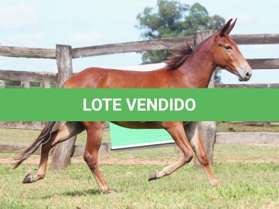 LOTE 013 - OURO FINO