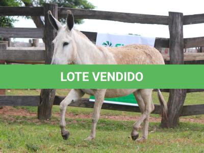 LOTE 006 - MOBILETE