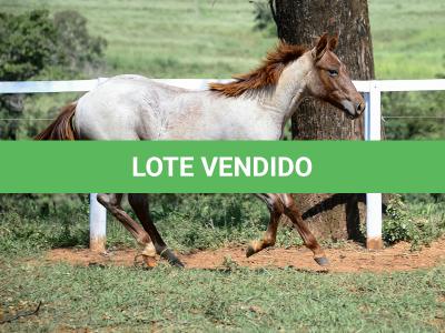 LOTE 003 - DALLARA CAT VRA