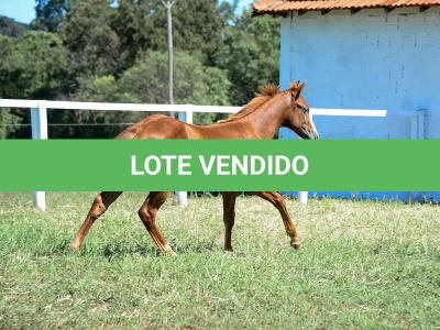 LOTE 015 - GUNNATRUCK VRA