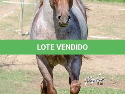 LOTE 004 - WINNIN NITRO LENA