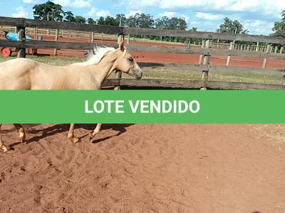 LOTE 012 - BET ON HANCOCK