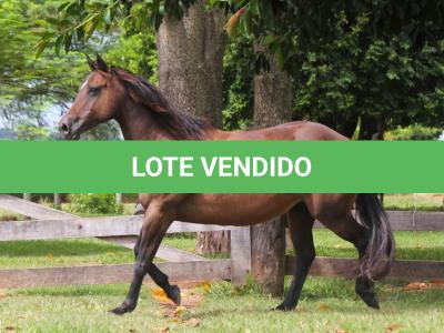 LOTE 015 - KINDA APOLLO THISTU