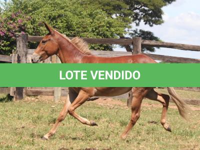 LOTE 021 - DIAMANTE