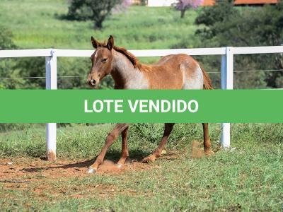 LOTE 005 - CATILLAC BET VRA