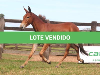 LOTE 015 - SEGREDO