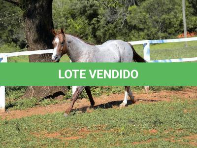 LOTE 001 - SPOTTISH