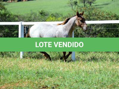 LOTE 017 - INSANE BET VRA