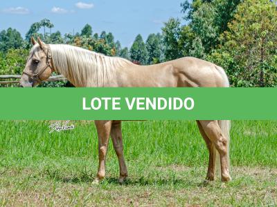 LOTE 003 - GHOST FIRE BC