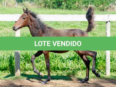 LOTE 008 - MV IDEAL PETKOVIC