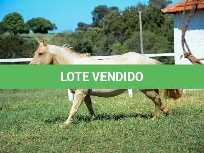 LOTE 011 - CATS BRUDDER DEE RN (2x1)