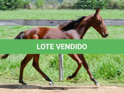 LOTE 007 - MV OK ARTIMANHA