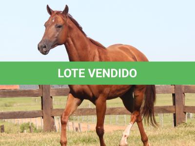 LOTE 009 - LIL PEPPY POINT