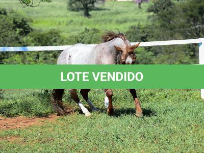 LOTE 001 - SPOTTISH