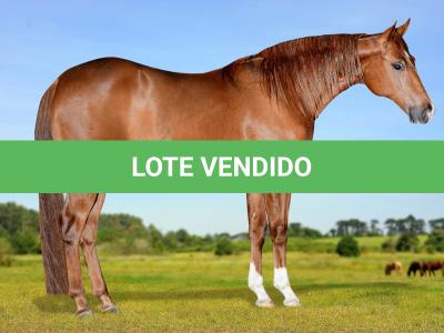 LOTE 009 - MERCURY VENCEDOR