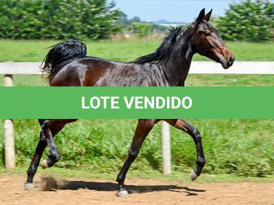 LOTE 004 - MV IDEAL BRENA