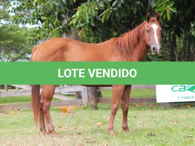 LOTE 012 - VENKA DO THISTU